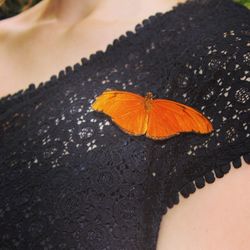 Close-up of butterfly on leaf