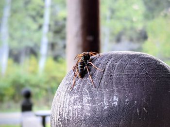 Close-up of insect on wood