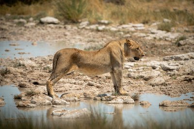 Lion stands in profile on stepping stones