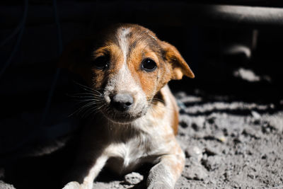 Close-up portrait of dog relaxing on floor