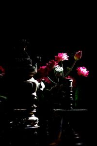 Close-up of flowers in the dark