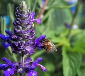 Close-up of honey bee on lavender blooming outdoors