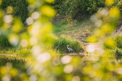 Bird perching on a field