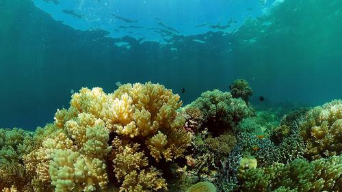 undersea