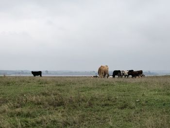 Cows grazing in a field