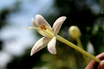 Close-up of flower growing outdoors