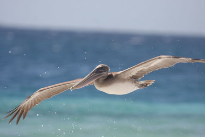 Close-up of pelican flying over sea against sky