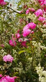 Close-up of pink flowers