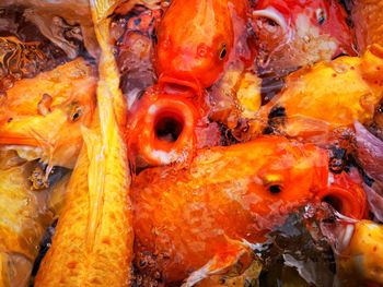 High angle view of fish in sea