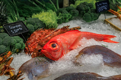 High angle view of fish for sale in market