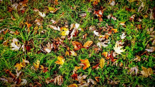 Leaves on grassy field