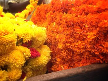 Close-up of yellow flowers