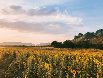 Scenic view of sunflower field against sky