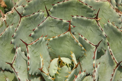 Close-up of succulent plant