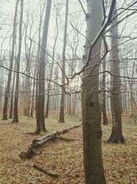 Trees in forest