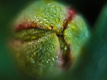 Close-up of water drops on flowering plant