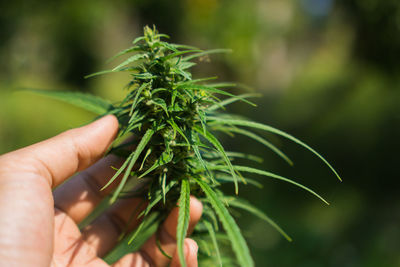 Hand of farmer holding cannabis at farm.