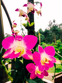 Close-up of pink orchid flowers