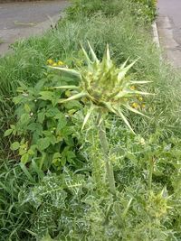 High angle view of flowering plant on field