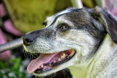 Close-up of dog