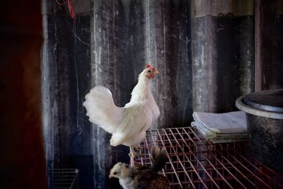 View of birds in cage