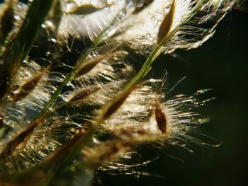 Close-up of spider on web