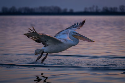 Close-up of bird flying over lake