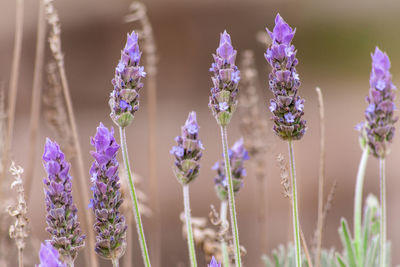 Close-up of purple flowering plants