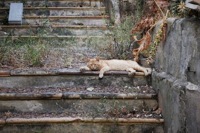 Cat sleeping