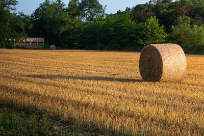 Hay bales on field