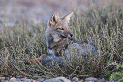 Fox standing on field