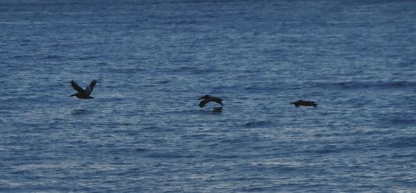 Ducks swimming in sea