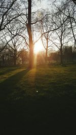 Silhouette trees on field against sky during sunset