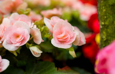 Close-up of pink roses