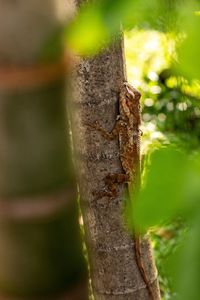 Close-up of tree trunk in forest