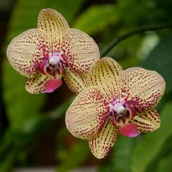 Close-up of flowers blooming outdoors