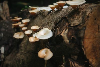 Close-up of mushrooms on ground