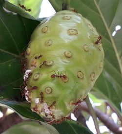 Close-up of prickly pear cactus