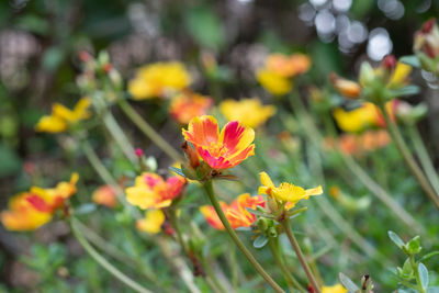 Close-up of yellow flowering plant