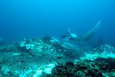 underwater