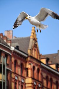 Low angle view of seagull flying against buildings