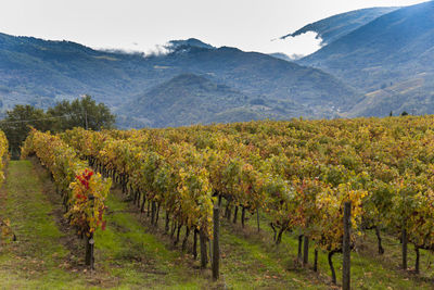 Scenic view of vineyard against mountains