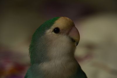 Close-up of bird perching outdoors