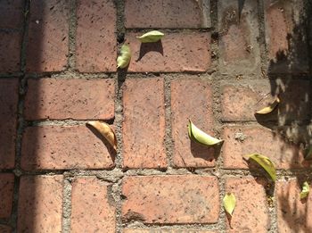 Plant growing on wall