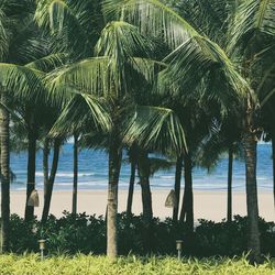 Palm trees on beach