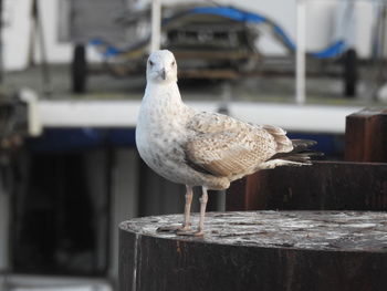 Close-up of seagull perching on wooden post