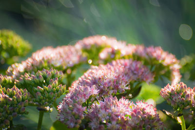 Close-up of pink flowering plants