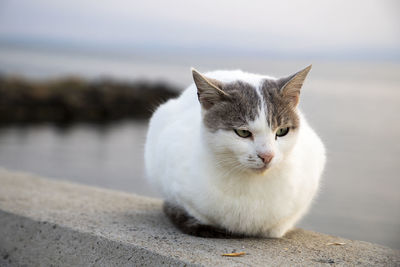 Portrait of white cat sitting outdoors