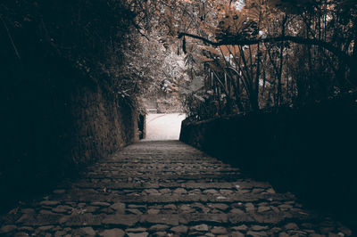 Footpath amidst trees in park