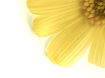 Close-up of yellow flower against white background